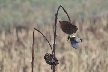 Great tit hanging beneath a dried sunflower seed head with wings spread, with soft autumn copy space © Ionel