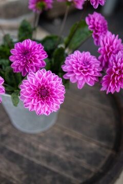 Vivid pink dahlia blossoms in metal container on wooden table in outdoor flower shop. 