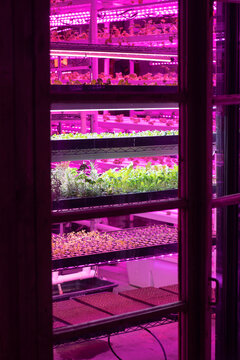 Rows of young seedlings and leafy vegetables grow under pink LED lights on multilayer shelves. Indoor vertical farming enables controlled cultivation and year-round production in limited space.