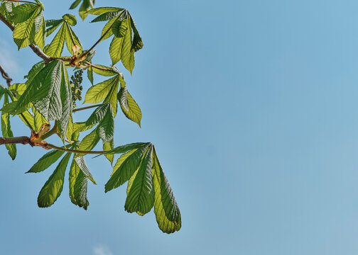 Green horse chestnut leaves against blue sky with copy space