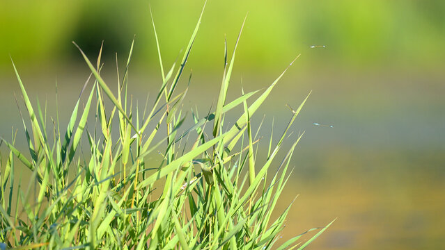 Blue-tailed damselflies perched on leaves of a Common reed shaken by a light breeze at the edge of a pond in summer. Ischnura elegans, Phragmites australis, Indre-et-Loire, Centre Val de Loire, France