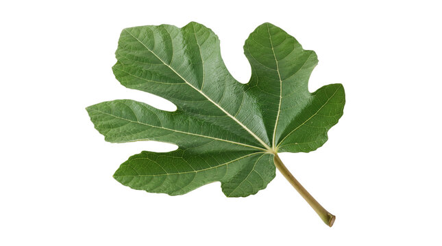 Fresh fig leaf with broad lobed shape and pronounced natural veins, photographed as a clean botanical specimen. Isolated on White background.