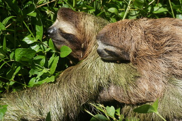Zwei schlafende Dreifinger-Faultiere eng aneinandergekuschelt im grünen Laub des tropischen Regenwalds in Costa Rica © Fabian