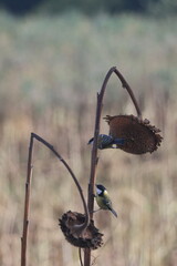 Two great tits clinging to a dried sunflower plant in a soft autumn field © Ionel
