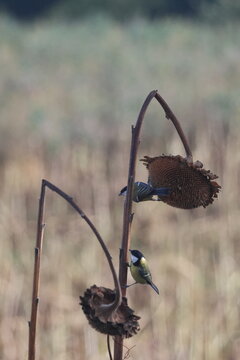 Two great tits clinging to a dried sunflower plant in a soft autumn field