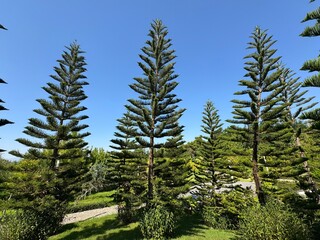 Tall Norfolk Island pine trees (Araucaria heterophylla) with symmetrical branches and green needle foliage growing in a sunny public park under a clear bright blue sky. Copy space. © Bediha Duru Öksüz