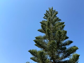 Tall Norfolk Island pine trees (Araucaria heterophylla) with symmetrical branches and green needle foliage growing in a sunny public park under a clear bright blue sky. Copy space. © Bediha Duru Öksüz