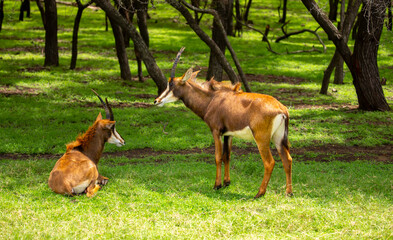 A majestic roan antelope with long curved horns standing on a green meadow in its natural habitat. African wildlife and savanna nature scenery. © Vera