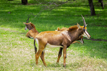 A majestic roan antelope with long curved horns standing on a green meadow in its natural habitat. African wildlife and savanna nature scenery. © Vera