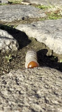 Close-up of a large beetle grub or larva crawling on the ground among grass and soil outdoors