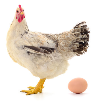 speckled hen Gallus gallus domesticus with brown egg isolated on white background