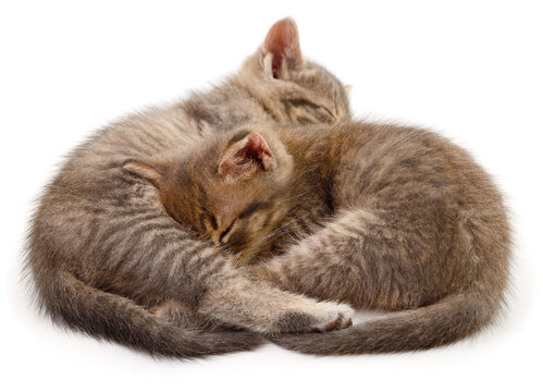 two sleeping grey tabby kittens isolated on white background