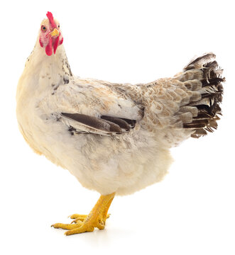 speckled hen Gallus gallus domesticus standing isolated on white background