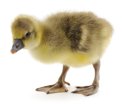 small gosling Anser anser domesticus standing isolated on white background