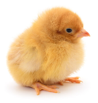 small yellow chick Gallus gallus domesticus sitting isolated on white background