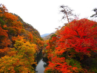 真っ赤な紅葉に包まれた昇仙峡の渓谷 山梨の晩秋 © GritAI