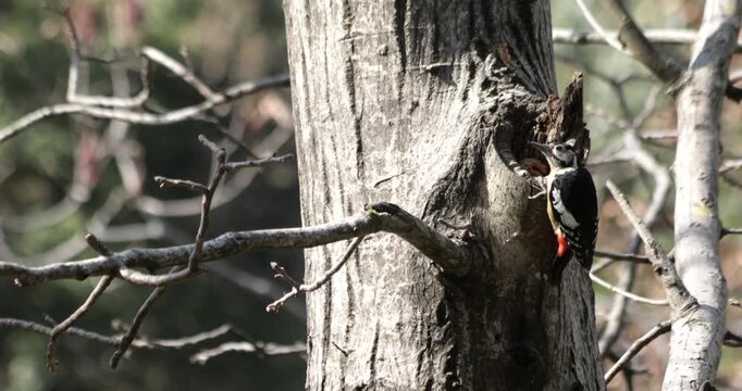 Himalayan Woodpecker Pecking Inside a Hole in a Walnut Tree