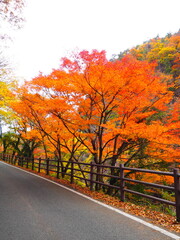 オレンジの紅葉並木と渓谷沿いの道 昇仙峡 縦構図 © GritAI