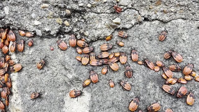Firebugs crawling on cracked concrete detail
