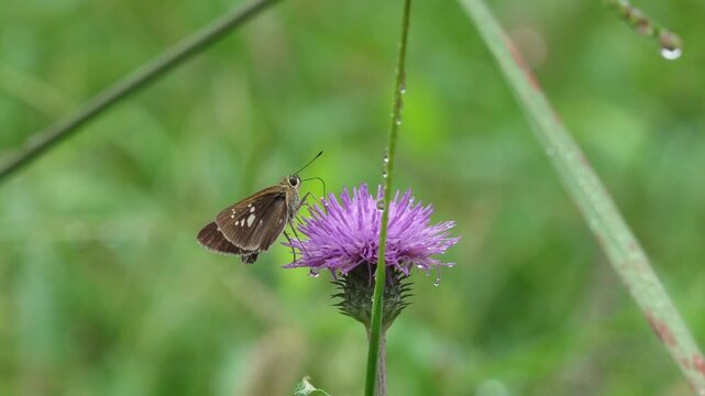 アザミの蜜を吸うセセリチョウ（環境音あり）