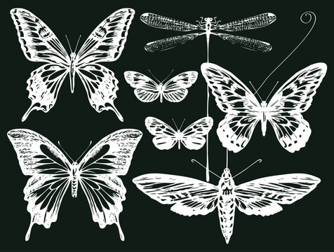 Vintage Butterfly, Moth and Dragonfly Collection for Tattoo, T-Shirt, Poster and Decorative Design