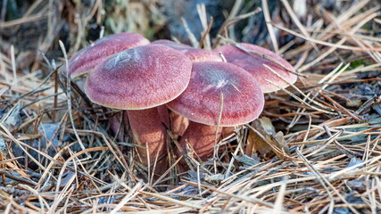 mushroom in the forest © lazalnik