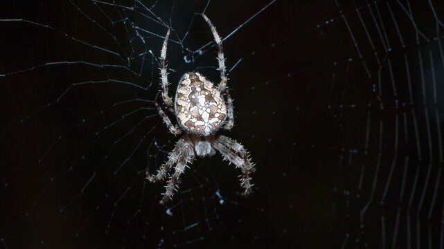 spider on the web