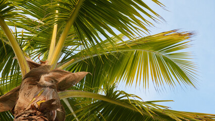 Tropical coconut palm fronds against clear blue sky overhead © Alla
