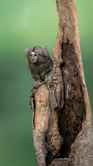 White-tufted Common Marmoset (Callithrix jacchus) is a small New World monkey native to forests in northeastern Brazil. © Lauren