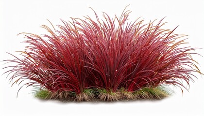 Obraz premium imperata cylindrica rubra grass patch japanese blood grass red baron isolated premium cutout high resolution foreground grass