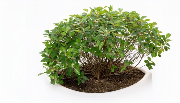 amelanchier lamarckii small tree or shrub snowy mespilus or juneberry isolated on a white background premium cutout