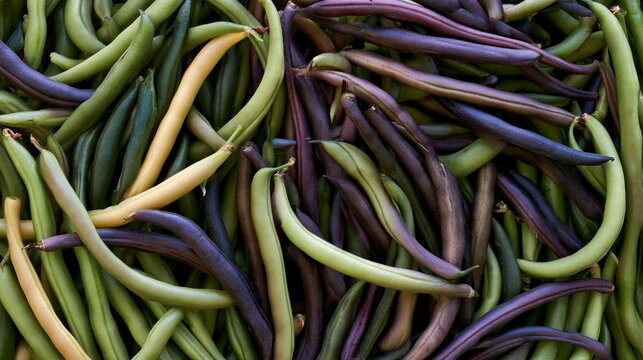 Close-up of Colorful Assortment of Fresh Picked Green, Purple and Yellow Beans