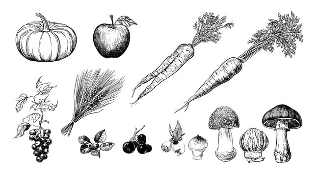 Botanical illustrations in black and white, featuring pumpkins, apples, carrots, grains, berries, and mushrooms