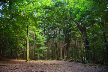 A detailed wide landscape photo showing lush green deciduous beech and pine forest clearing with fallen dry leaves under soft summer daylight © Tatiana Selinger