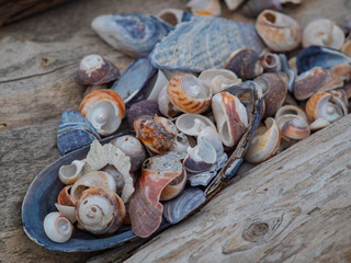 Seashell collection arranged inside a large blue mussel shell © Cam