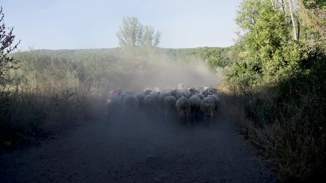 Large flock of sheep walking together on a dry dirt road in the countryside, raising a cloud of dust in the bright sunlight