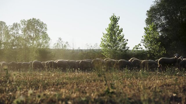 Large flock of sheep grazing and walking through a rural field. Beautiful golden hour light illuminates the dusty scene and the animals