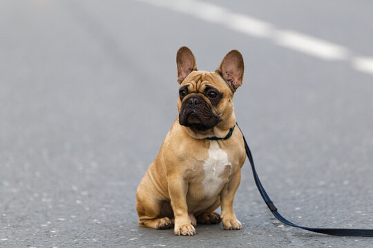 French Bulldog Sitting on Asphalt with Leash, Looking Away on Blurred Background. Shallow focus. Copy space.
