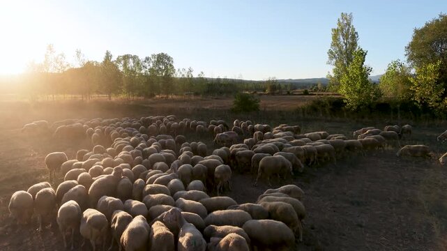 Large flock of sheep walking and grazing in a rural pasture at sunset. Golden sunlight illuminates the dusty air as the livestock moves