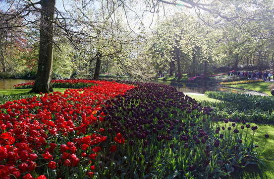 Colorful tulip flowers, red, purple and pink, blooming on the green meadow in the lush forest and beautiful sunlight shining through the fresh foliage on a spring morning in the famous Keukenhof, whic