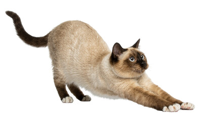 Siamese cat stretching its body, isolated on transparent background © isong