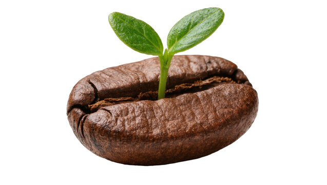 Brown coffee bean with green sprout emerging, isolated on transparent background