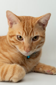Portrait of serious orange cat