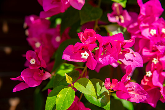 Bougainvillea glabra, the lesser bougainvillea or paperflower, is the most common species of bougainvillea used for bonsai. The epithet 'glabra' comes from Latin and means "bald". Bougainvillea &times; butt