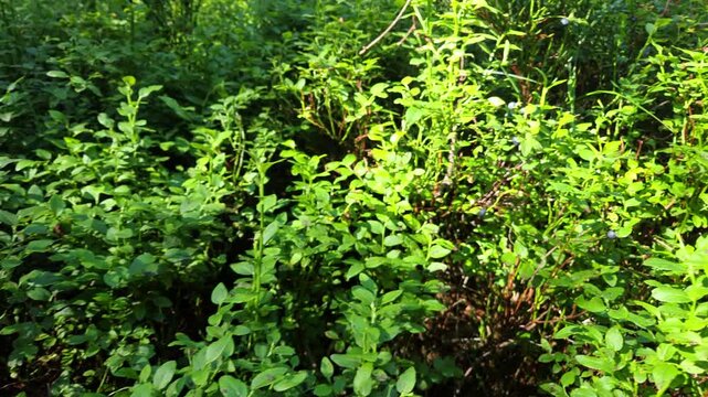 Sunlit blueberry bushes with ripe fruit among dense green foliage, gentle camera movement reveals a thriving berry patch in a natural woodland setting