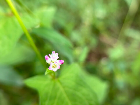 自生する可憐なミゾソバの花のクローズアップ