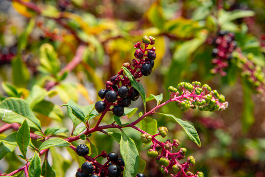 The selected region appears to show American pokeweed (Phytolacca americana), which is known in Turkish as şekerci boyası. Phytolacca americana, also known as American pokeweed, polk salad, poke salle