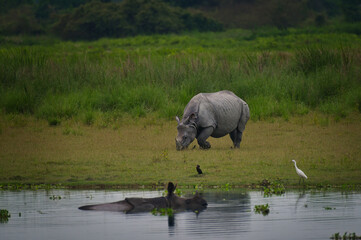 Greater One-Horned Rhinoceros grazing and wallowing by wetland, Kaziranga National Park, Assam, India © Diganta Kumar sarma