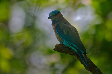 Obraz premium Indochinese Roller (Coracias affinis) looking back on branch, Kaziranga National Park, Assam, India