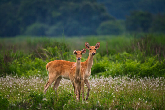 Pair of Eastern Swamp Deer (Rucervus duvaucelii ranjitsinhi) in meadow, Kaziranga National Park, Assam, India
